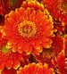 Dimex Gerbera Fotobehang 225x250cm 3 banen | Yourdecoration.nl