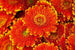 Dimex Gerbera Fotobehang 375x250cm 5 banen | Yourdecoration.nl