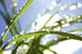 Dimex Grass Fotobehang 375x250cm 5 banen | Yourdecoration.nl