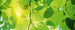 Dimex Green Leaves Fotobehang 375x150cm 5 banen | Yourdecoration.nl