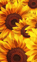 Dimex Helianthus Fotobehang 150x250cm 2 banen | Yourdecoration.nl