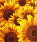 Dimex Helianthus Fotobehang 225x250cm 3 banen | Yourdecoration.nl