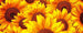 Dimex Helianthus Fotobehang 375x150cm 5 banen | Yourdecoration.nl