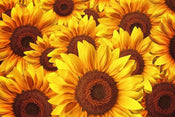 Dimex Helianthus Fotobehang 375x250cm 5 banen | Yourdecoration.nl