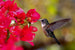 Dimex Hummingbird Fotobehang 375x250cm 5 banen | Yourdecoration.nl