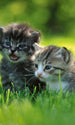 Dimex Kittens Fotobehang 150x250cm 2 banen | Yourdecoration.nl