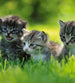 Dimex Kittens Fotobehang 225x250cm 3 banen | Yourdecoration.nl