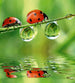 Dimex Ladybird Fotobehang 225x250cm 3 banen | Yourdecoration.nl