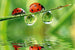 Dimex Ladybird Fotobehang 375x250cm 5 banen | Yourdecoration.nl