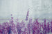 Dimex Lavender Abstract Fotobehang 375x250cm 5 banen | Yourdecoration.nl