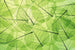 Dimex Leaf Veins Fotobehang 375x250cm 5 banen | Yourdecoration.nl