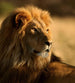 Dimex Lion Fotobehang 225x250cm 3 banen | Yourdecoration.nl