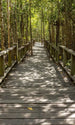 Dimex Mangrove Forest Fotobehang 150x250cm 2 banen | Yourdecoration.nl