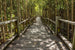 Dimex Mangrove Forest Fotobehang 375x250cm 5 banen | Yourdecoration.nl