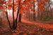 Dimex Misty Forest Fotobehang 375x250cm 5 banen | Yourdecoration.nl