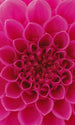 Dimex Pink Dahlia Fotobehang 150x250cm 2 banen | Yourdecoration.nl