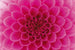 Dimex Pink Dahlia Fotobehang 375x250cm 5 banen | Yourdecoration.nl