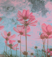 Dimex Pink Flower Abstract Fotobehang 225x250cm 3 banen | Yourdecoration.nl