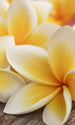 Dimex Plumeria Fotobehang 150x250cm 2 banen | Yourdecoration.nl