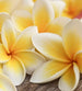 Dimex Plumeria Fotobehang 225x250cm 3 banen | Yourdecoration.nl