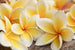 Dimex Plumeria Fotobehang 375x250cm 5 banen | Yourdecoration.nl