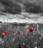 Dimex Poppies Black Fotobehang 225x250cm 3 banen | Yourdecoration.nl