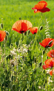 Dimex Poppy Field Fotobehang 150x250cm 2 banen | Yourdecoration.nl