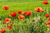 Dimex Poppy Field Fotobehang 375x250cm 5 banen | Yourdecoration.nl