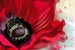 Dimex Poppy Fotobehang 375x250cm 5 banen | Yourdecoration.nl