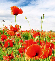 Dimex Red Poppies Fotobehang 225x250cm 3 banen | Yourdecoration.nl