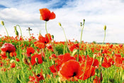 Dimex Red Poppies Fotobehang 375x250cm 5 banen | Yourdecoration.nl