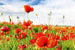 Dimex Red Poppies Fotobehang 375x250cm 5 banen | Yourdecoration.nl