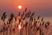 Dimex Reed Fotobehang 375x250cm 5 banen | Yourdecoration.nl