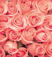 Dimex Roses Fotobehang 225x250cm 3 banen | Yourdecoration.nl