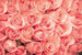 Dimex Roses Fotobehang 375x250cm 5 banen | Yourdecoration.nl