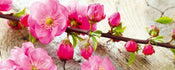 Dimex Sakura Fotobehang 375x150cm 5 banen | Yourdecoration.nl