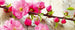 Dimex Sakura Fotobehang 375x150cm 5 banen | Yourdecoration.nl