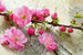 Dimex Sakura Fotobehang 375x250cm 5 banen | Yourdecoration.nl