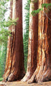 Dimex Sequoia Fotobehang 150x250cm 2 banen | Yourdecoration.nl