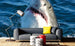 Dimex Shark Fotobehang 375x250cm 5 banen Sfeer | Yourdecoration.nl