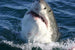 Dimex Shark Fotobehang 375x250cm 5 banen | Yourdecoration.nl