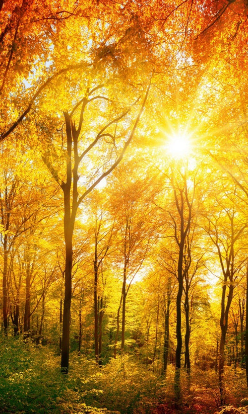 Dimex Sunny Forest Fotobehang 150x250cm 2 banen | Yourdecoration.nl