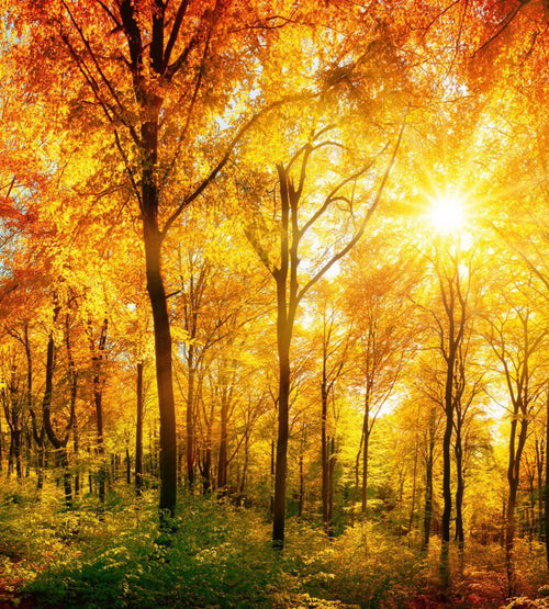 Dimex Sunny Forest Fotobehang 225x250cm 3 banen | Yourdecoration.nl