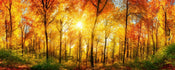 Dimex Sunny Forest Fotobehang 375x150cm 5 banen | Yourdecoration.nl