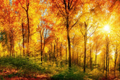 Dimex Sunny Forest Fotobehang 375x250cm 5 banen | Yourdecoration.nl