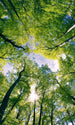 Dimex Trees Fotobehang 150x250cm 2 banen | Yourdecoration.nl