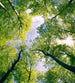 Dimex Trees Fotobehang 225x250cm 3 banen | Yourdecoration.nl