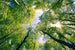 Dimex Trees Fotobehang 375x250cm 5 banen | Yourdecoration.nl