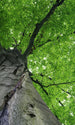 Dimex Treetop Fotobehang 150x250cm 2 banen | Yourdecoration.nl