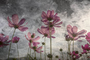 Dimex Violet Flower Abstract Fotobehang 375x250cm 5 banen | Yourdecoration.nl